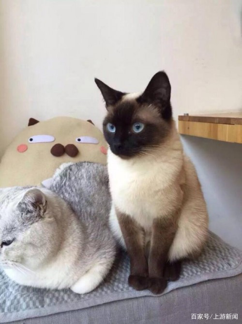 猫咪|猫咪喂药是世纪难题？博来恩帮你轻松解决