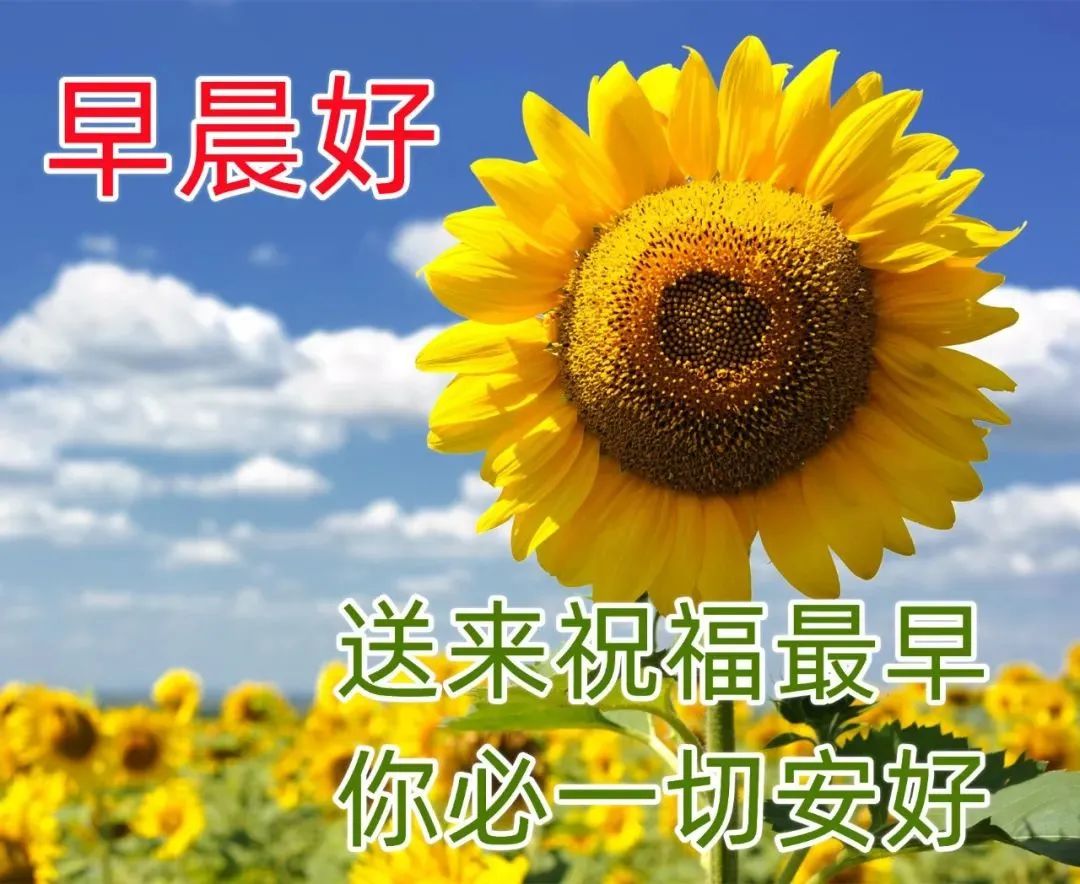 最新版漂亮早安圖片鮮花帶字,最美早上好問候語圖片帶字溫馨