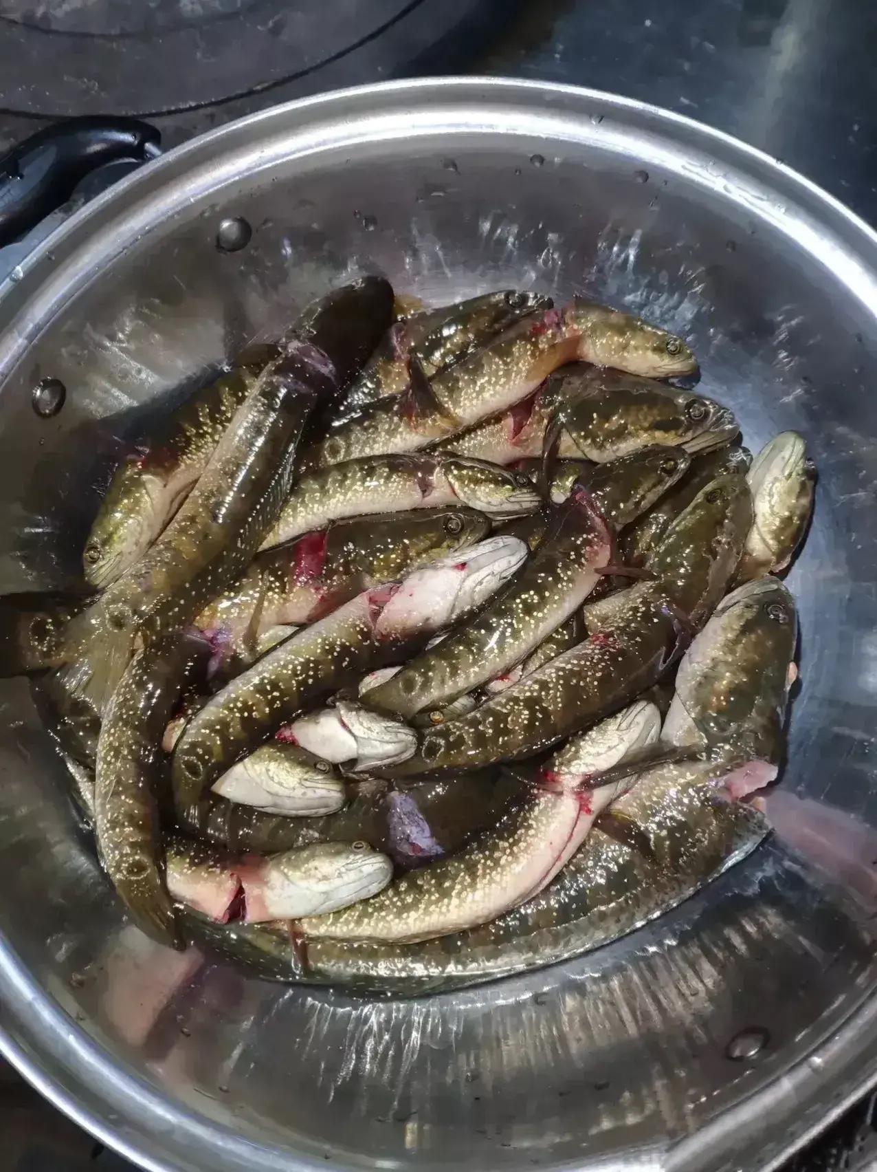 广西老乡在池塘捕获大量花星鱼,广东网友:太羡慕了,这鱼可好吃