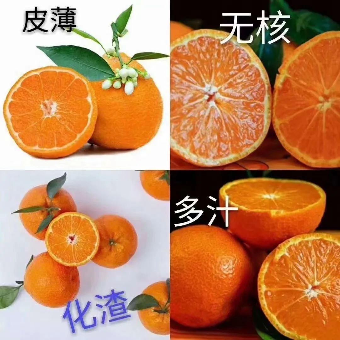 三月,石棉黄果柑即将大量上市