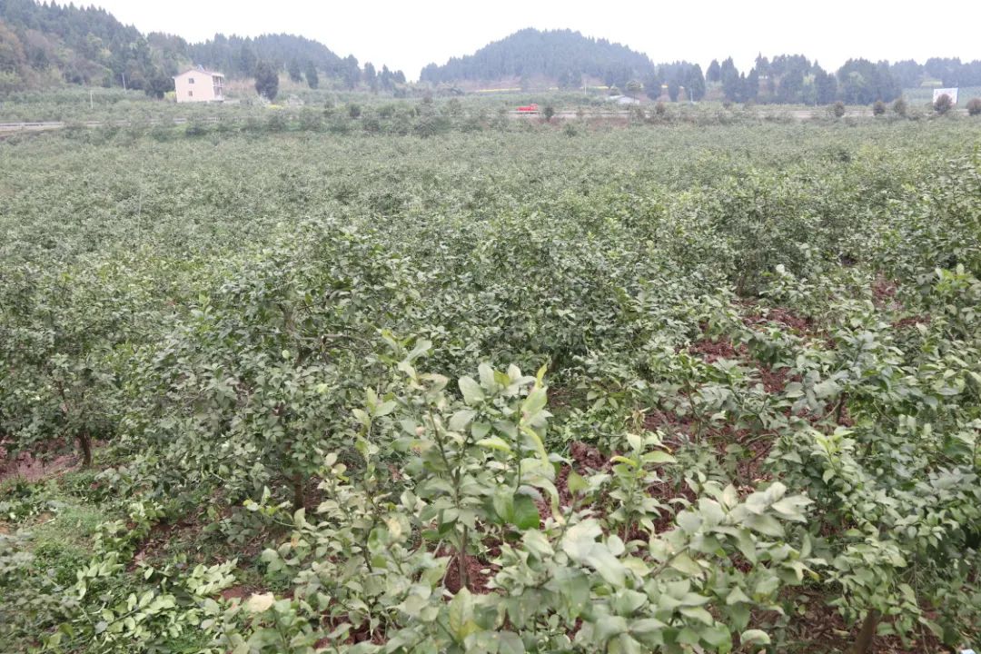 安岳柠檬健身栽培助力稳产增收