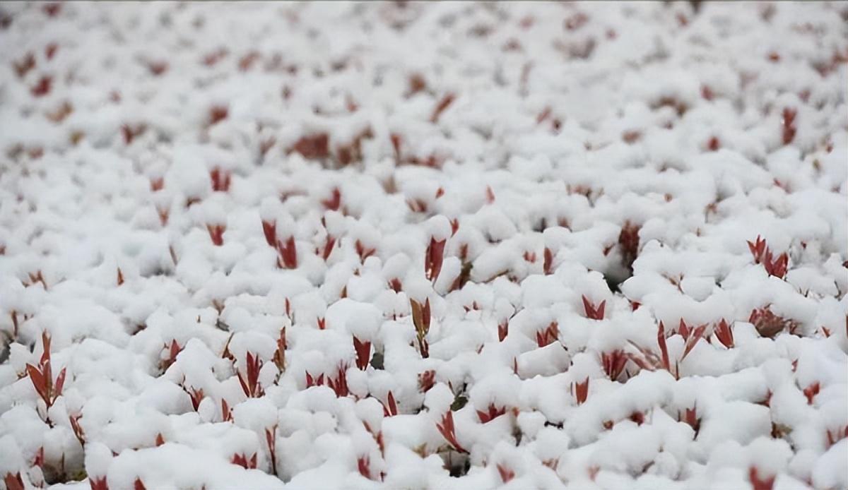 河南惊现反常桃花"雷打雪"!全球变暖暂停?真的会"人吃铁"吗