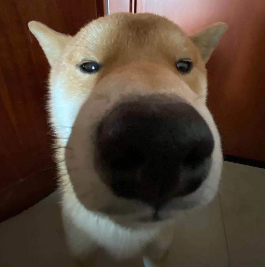 即便和狗狗的关系很好,但也要记住,这几点不能做!