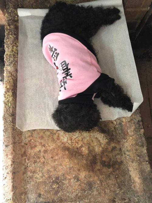 深圳宝安宠物火化殡葬服务