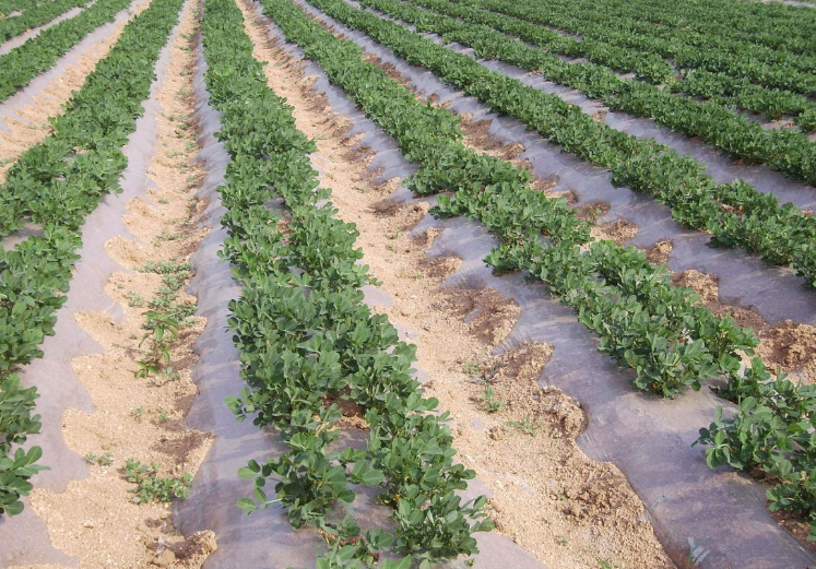 汇集花生和芝麻套种间作的种植技术,提高管理水平更有利提高收益