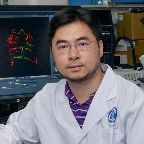 西南大学罗凌飞团队发现脑梗后紧急新生血管的生成机制