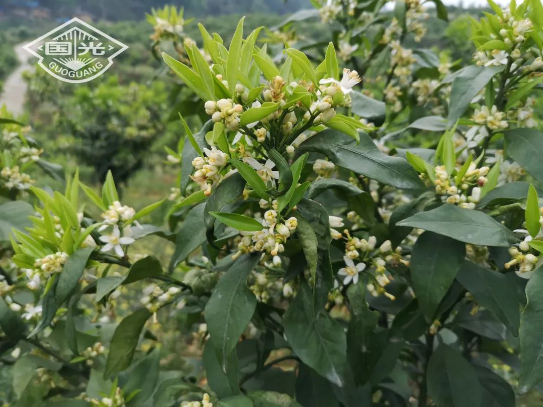 新梢抽发少#沃柑幼树花量过多导致春梢抽发少#金秋砂糖橘幼树开花