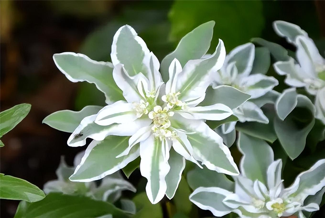 高山积雪又称"叶上白",花不开在枝头,而是开在叶面上