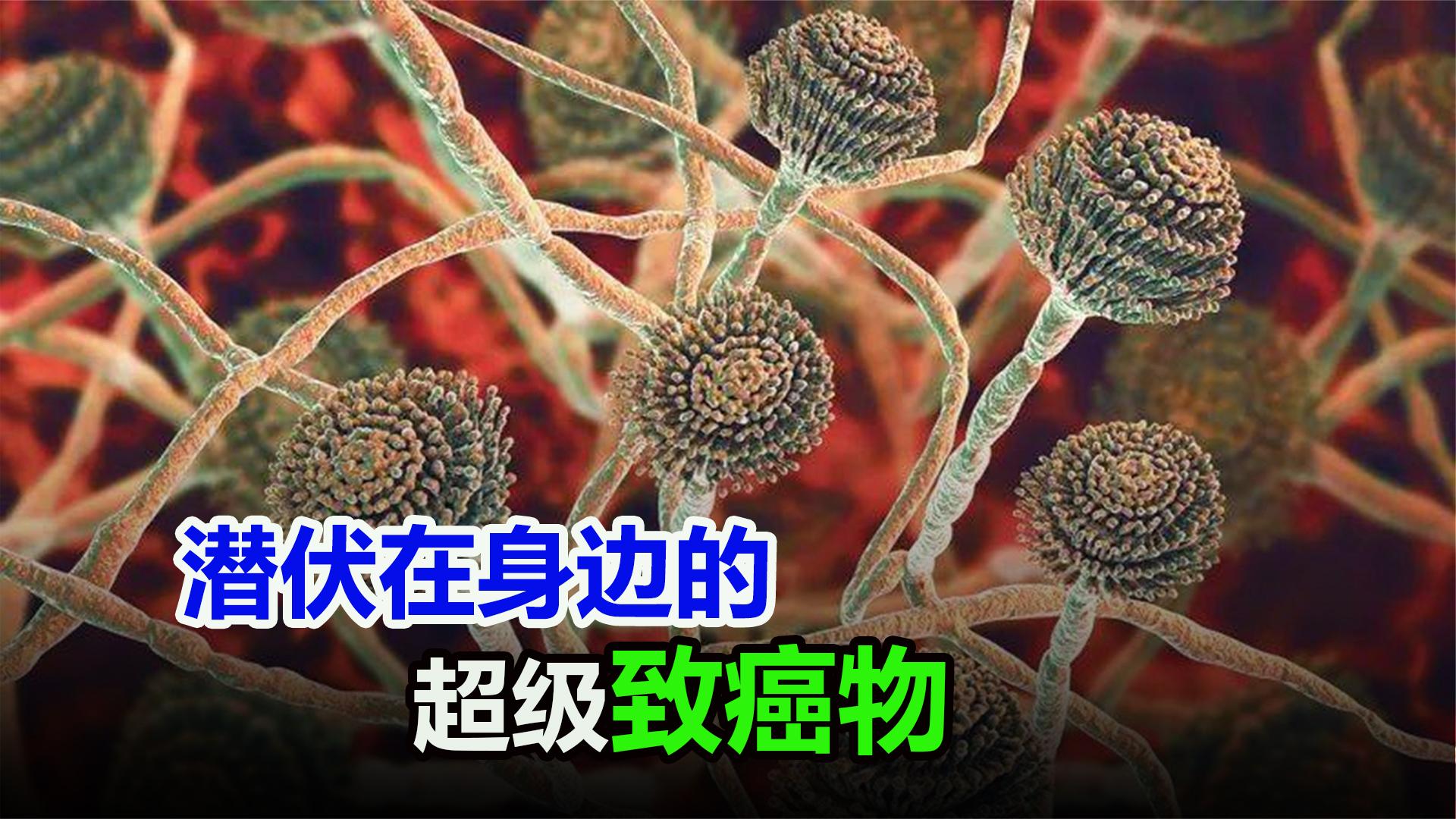 历经2年的不断探索,科学家从巴西等国家运输来的进口花生蛋糕粉中成功