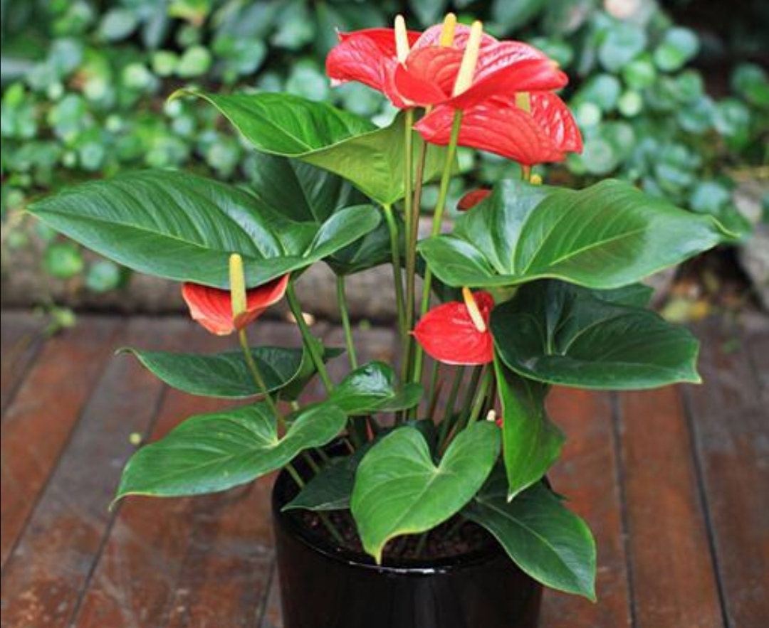 8种耐阴花卉,适合室内养,没有光照也开花