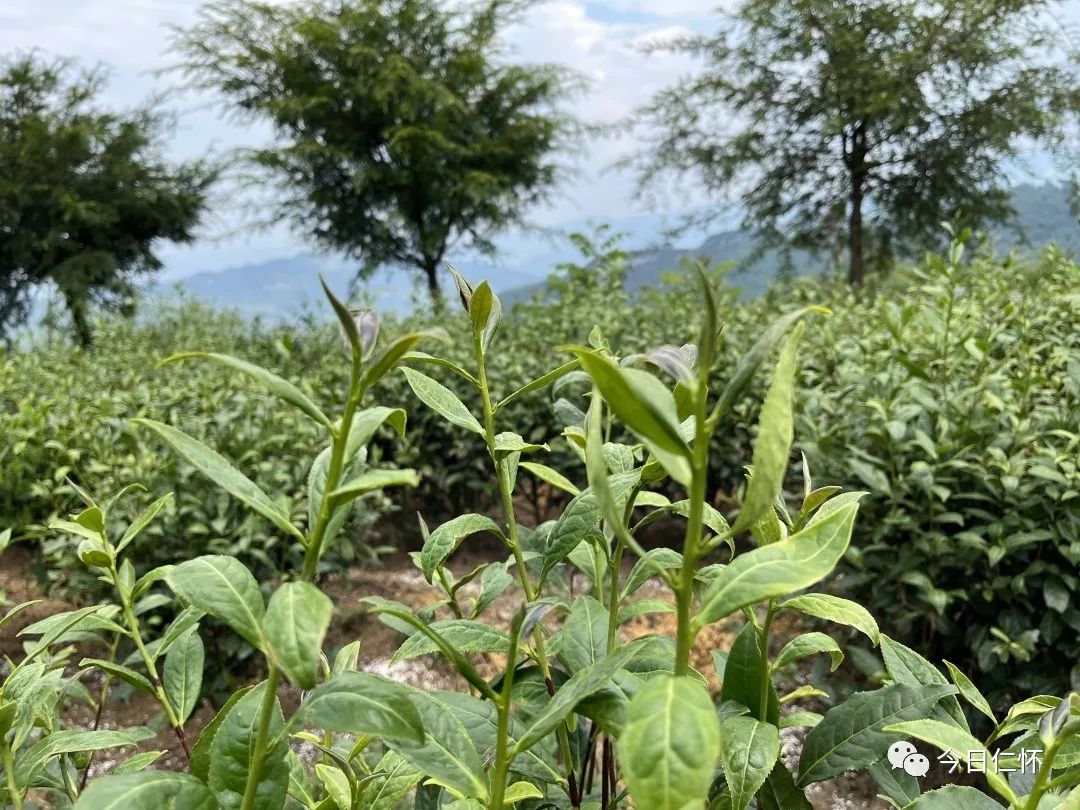 仁怀市喜头镇小茶叶大能量