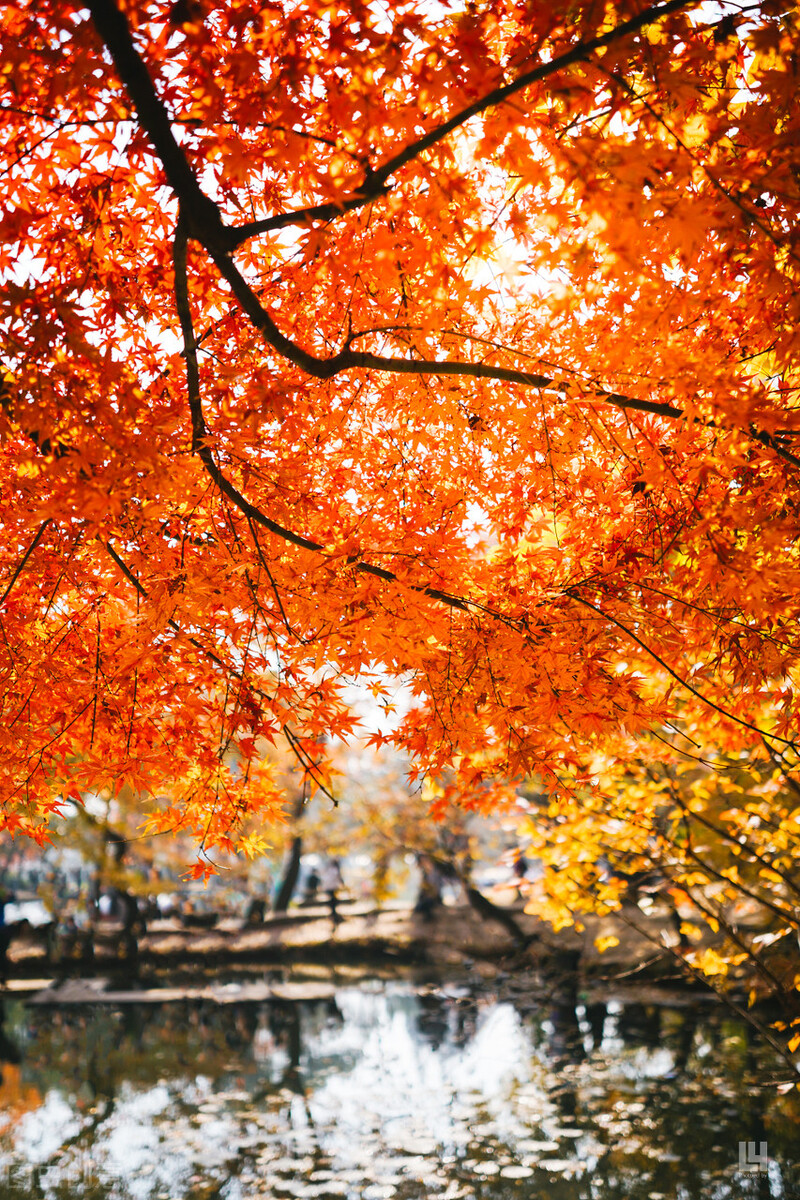 红色才是中国秋天的主打色!这17处枫叶观赏地,总有一个能惊艳你