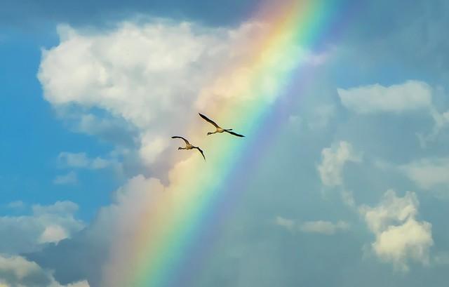 猫咪的奇幻探险:一段跨越彩虹的童趣冒险之旅!