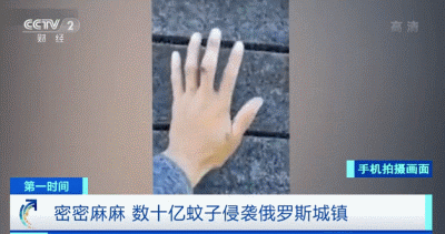 推荐数十亿只蚊子侵袭这座城！网友随手一抹，手上满是蚊子尸体……