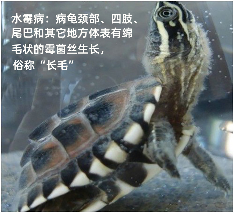 乌龟水霉病图片症状图片