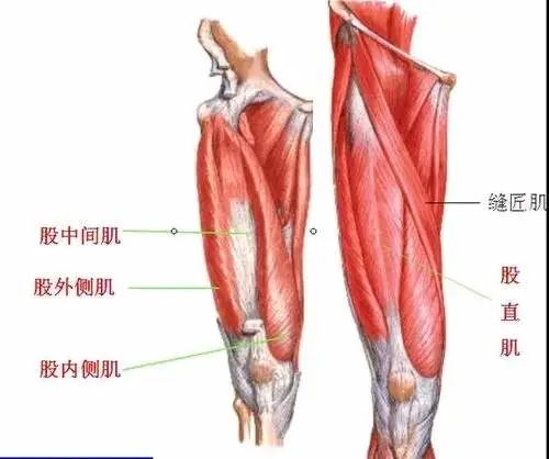 如何提升膝盖周围的肌肉力量?