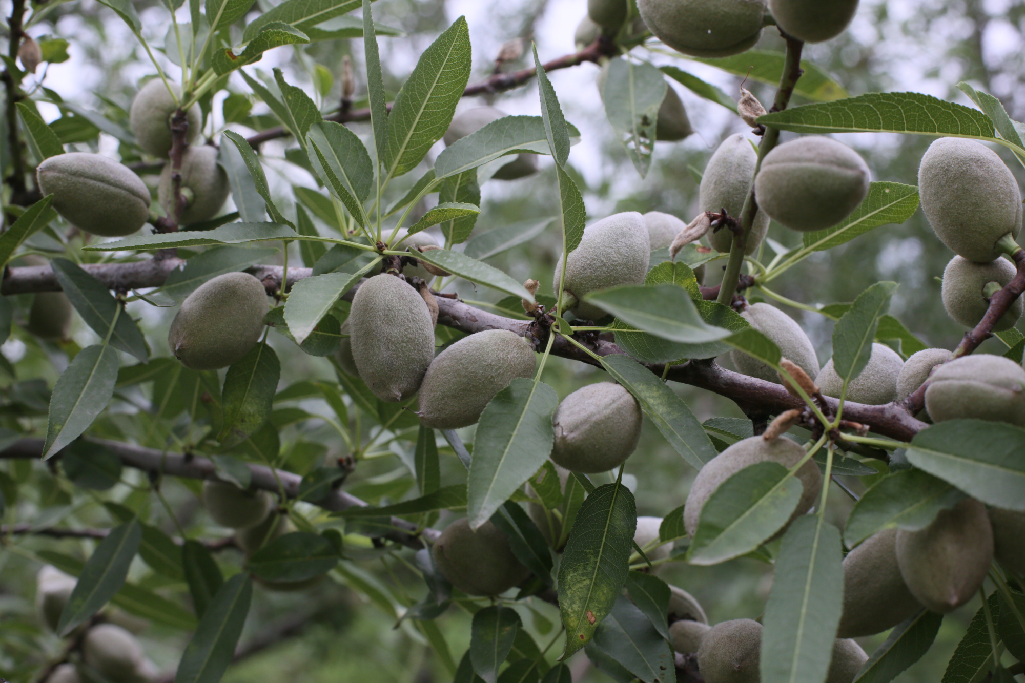 甘肃巴旦木亩产量多少斤?巴旦木树种植及生长环境