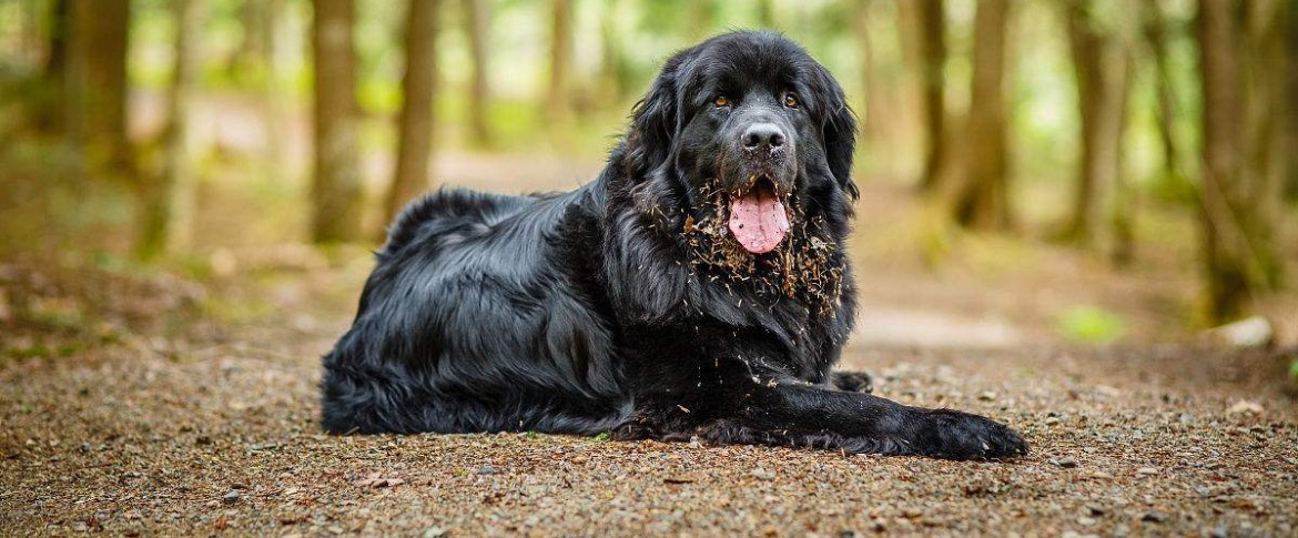 葡萄牙水犬幼犬特徵有哪些?