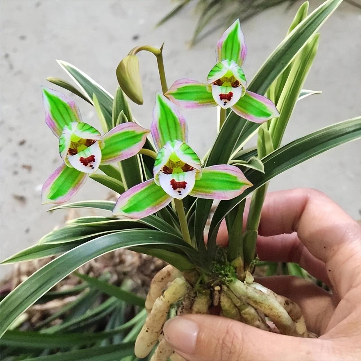 兰花珍品—矮种帝王妃,花姿典雅,香气醇厚,文赏也可,武赏也行