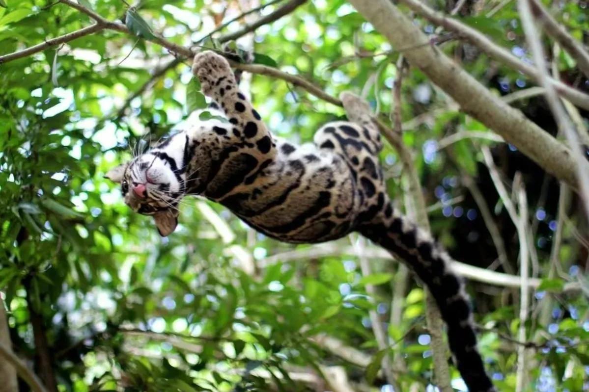 野生"小剑齿虎"现身云南,咬合力接近400斤,连野猪都能咬死?