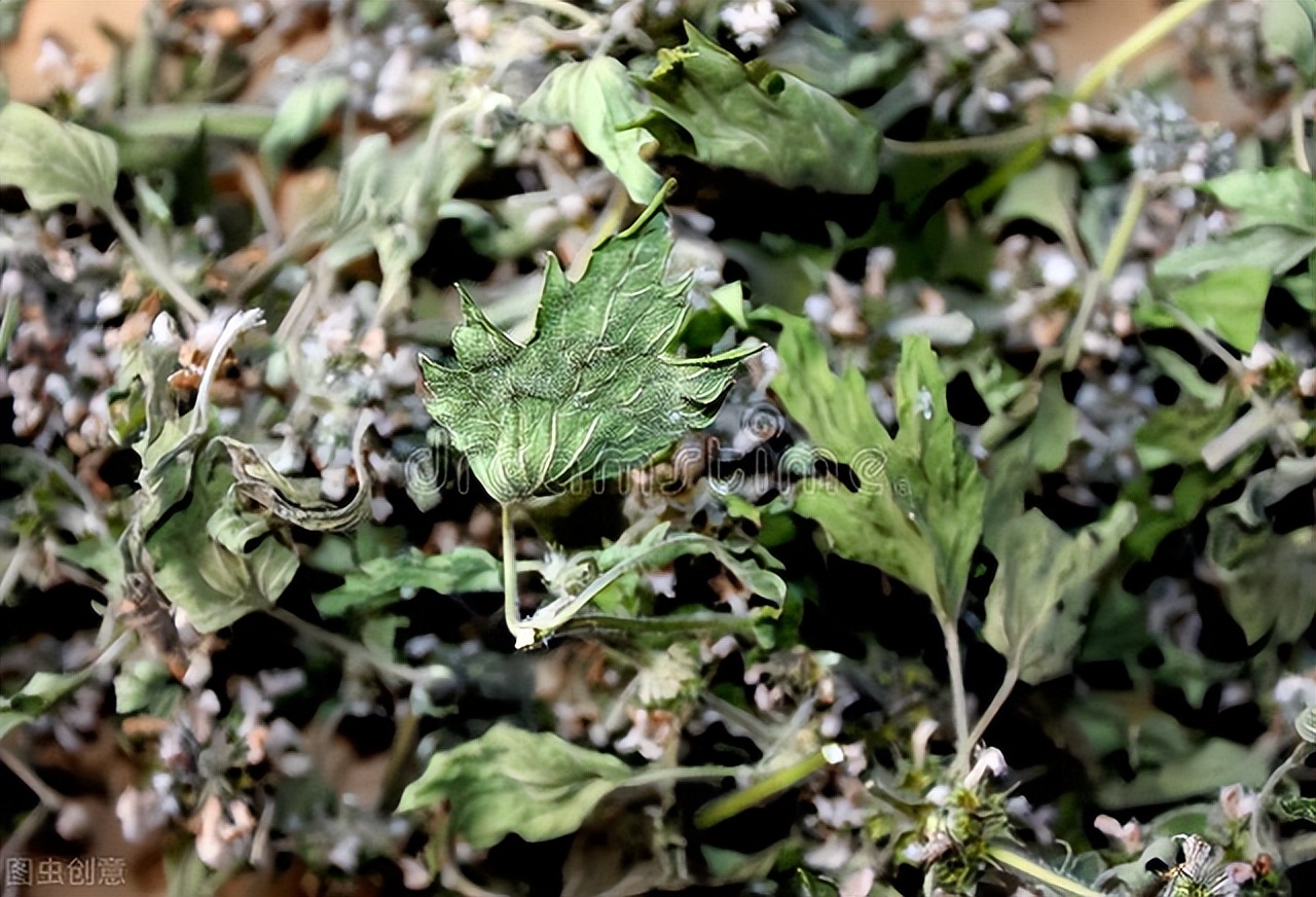 一株妇科圣草,既可祛湿,又可化瘀血,对女性朋友极有益处