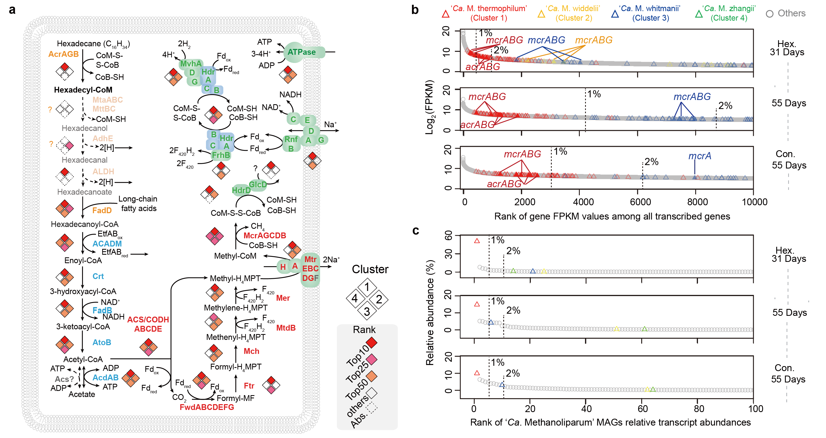 兰州大学泛第三极环境中心团队参与的古菌降解复杂烷基烃产甲烷的合作
