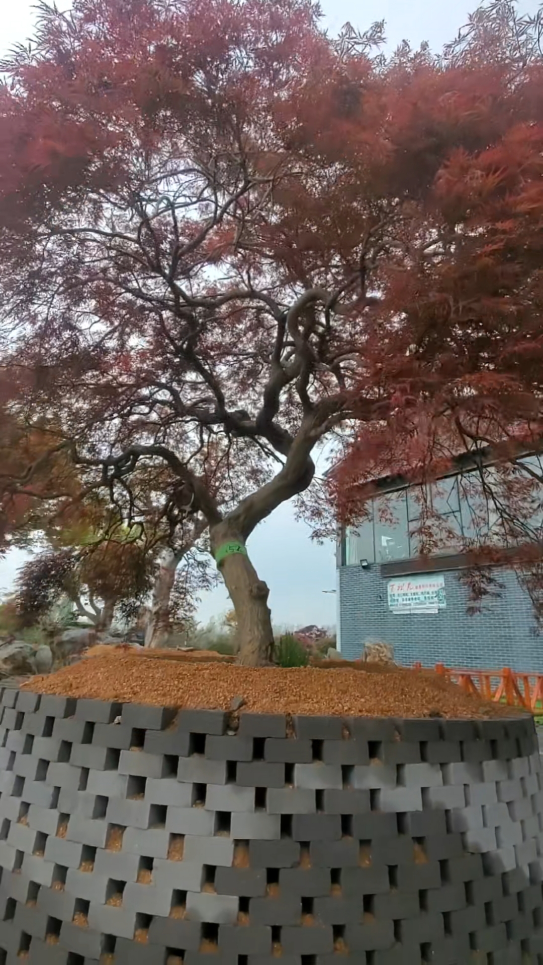 羽毛枫叶片自然飘逸骨架优美庭院植物南北方可种