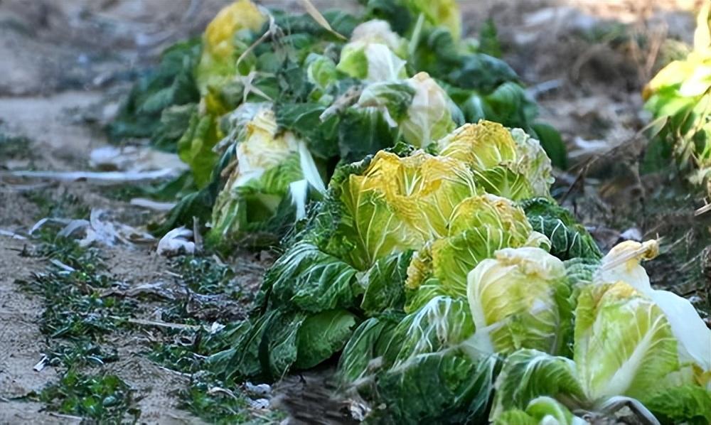 哪4种白菜不能吃?原来还有这讲究