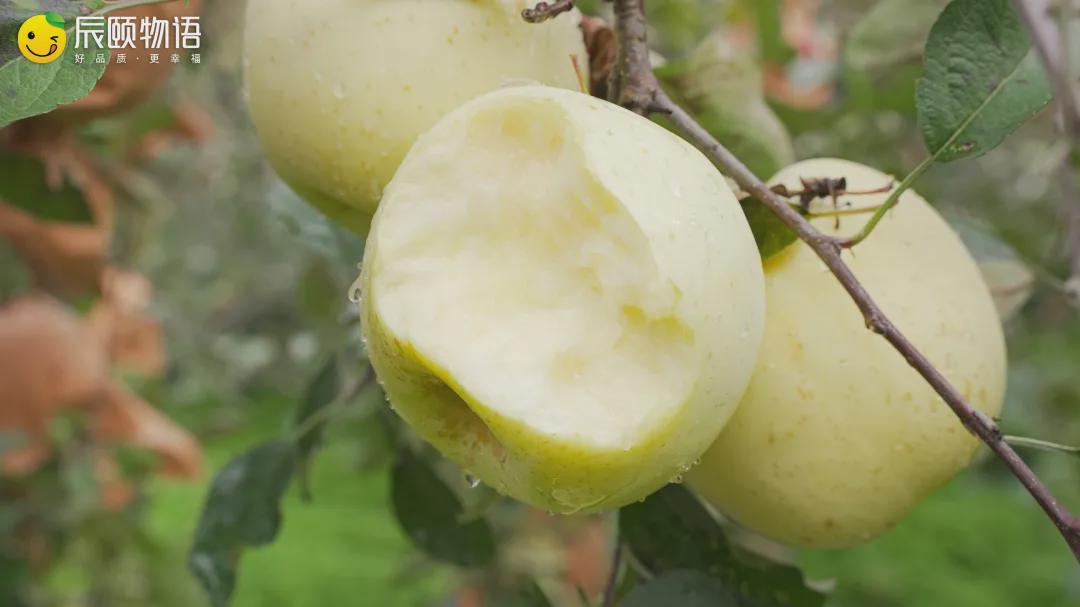 辰颐物语山东栖霞奶油富士:脆爽多汁的"金苹果",晚熟更好吃!