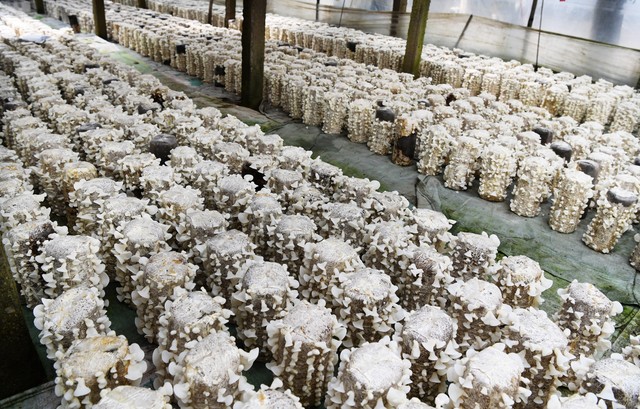 金针菇二次种植方法