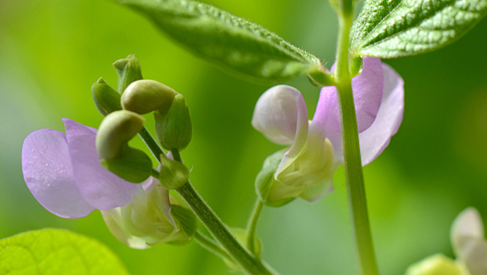 原来豆科与非豆科植物就此有了不同命运,中国科学家回答了百余年来的