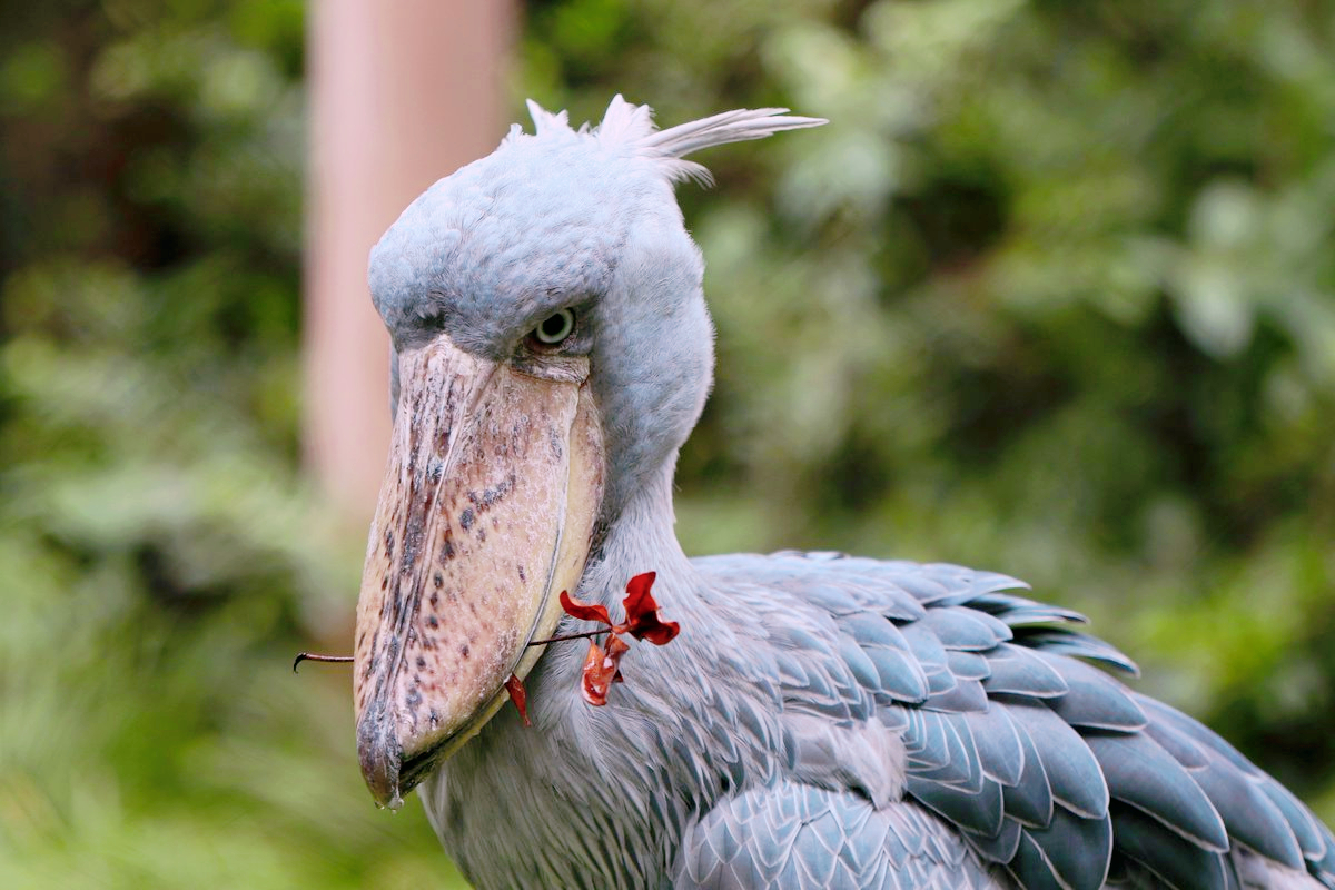 鳄鱼的天敌鲸头鹳,是鸟中"哈士奇"?如今濒危程度堪比熊猫