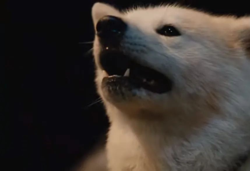 《星守之犬—每一只狗狗都值得用心去爱