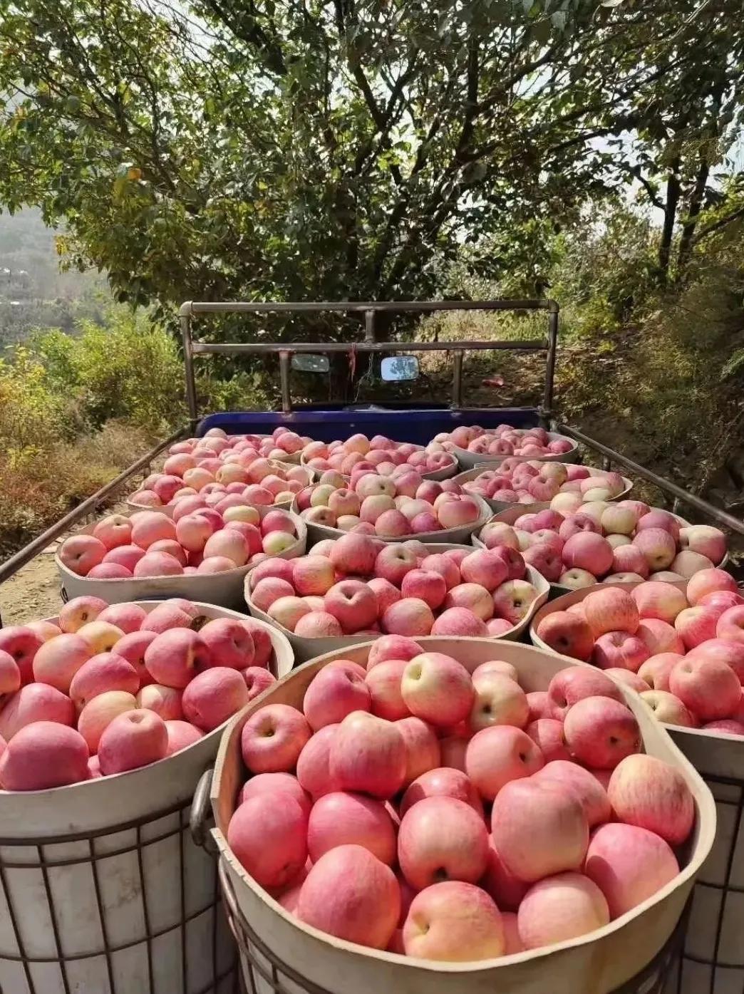 中国苹果第一大县图片