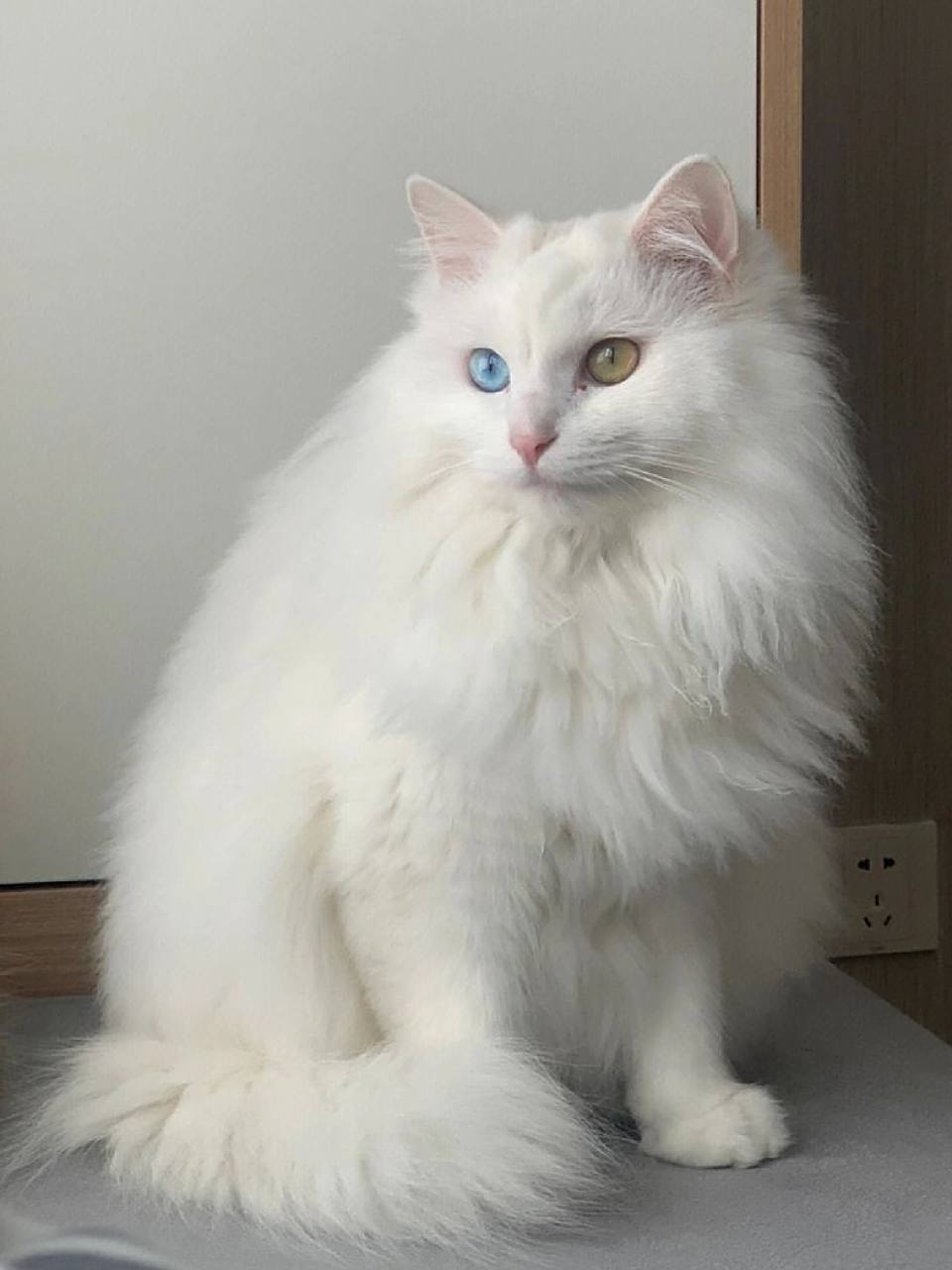 "狮子猫"这么完美,为什么这么少人养 狮子猫少人养