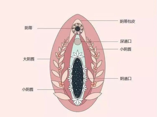 蒂蒂是人体最敏感的器官之一,小小的她上面分布了约8000个神经末梢,是