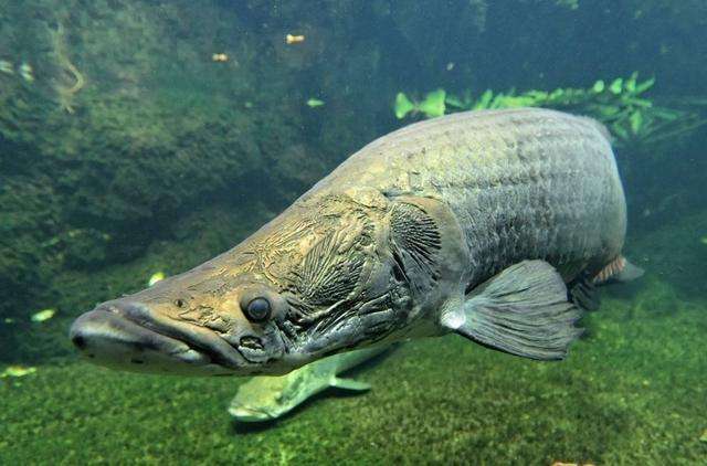 亚马逊河的霸主大吃食人鱼却因一个致命缺点被人吃到濒危灭绝