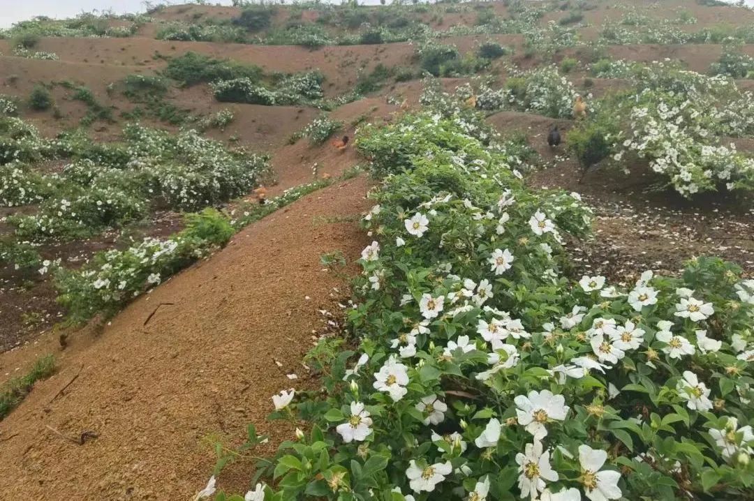 江西德安县200亩金樱子中药材进入采摘期