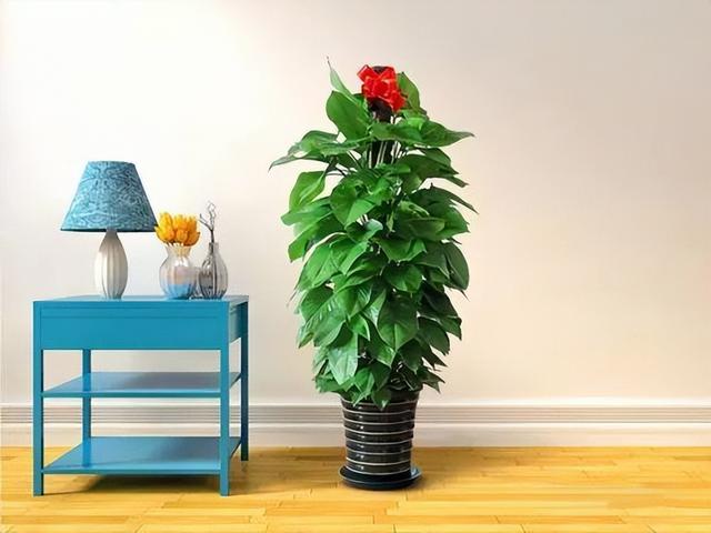 7种喜阴花,室内光照差反而长得旺,摆在家里,高端大气