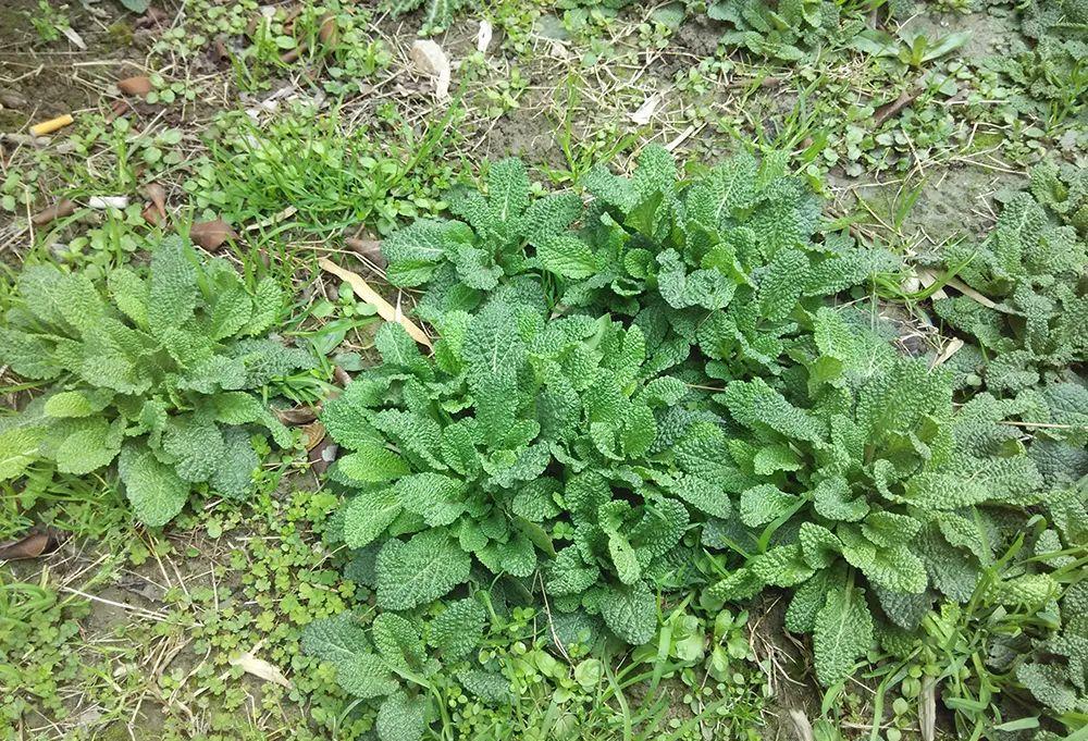 这种皱皮草,路边都少见,遇到不妨摘点回家