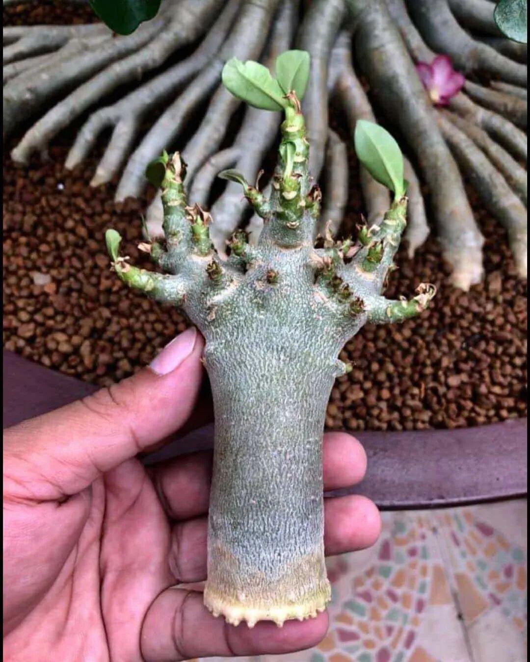 吊兰就用小盆养,根系拽一拽,立马变老桩!