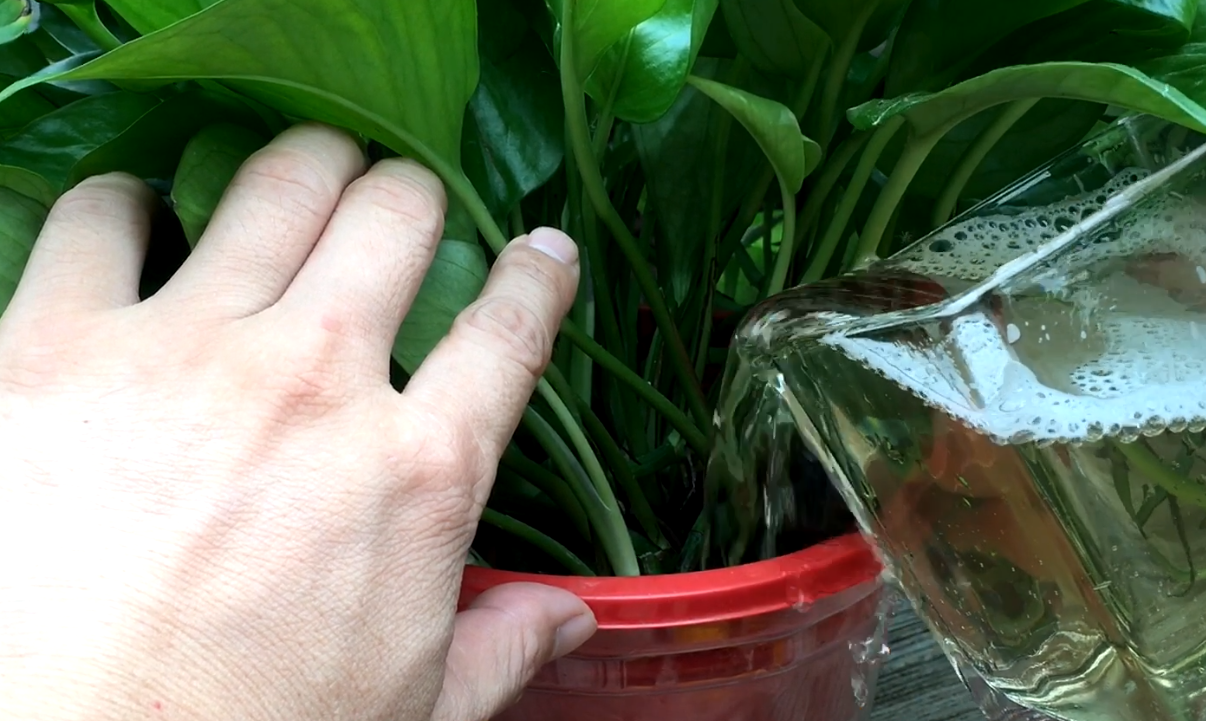 绿萝长满盆爬上墙,只需浇水加入它,再也不怕养不好