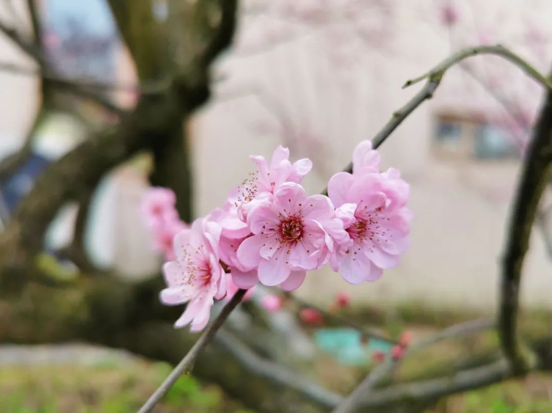 葛仙山「踏春首選」