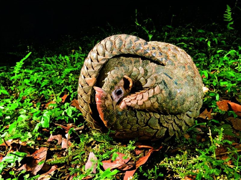 广东多地发现中华穿山甲,会不会被违法分子盯上?我国如何保护?