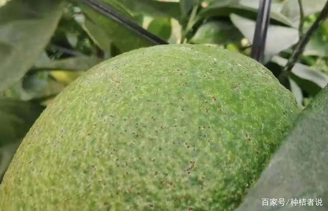 柑橘红蜘蛛危害图片大全大图解(柑橘红蜘蛛危害图片大全大图解视频)