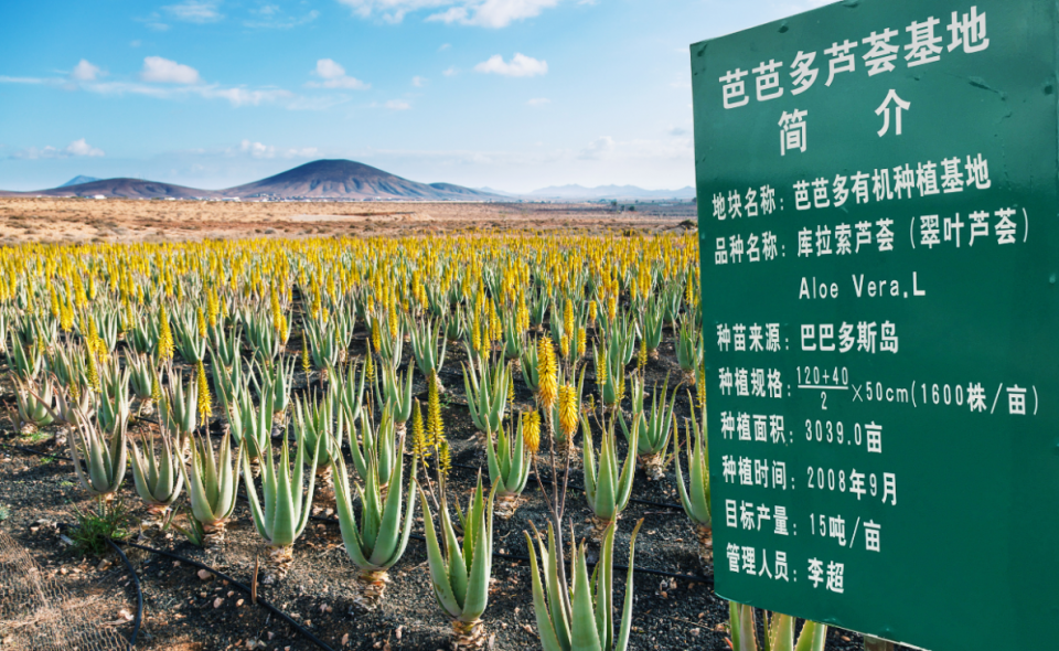芭芭多原株引进巴巴多斯岛库拉索芦荟,打造顶级芦荟美容原料王国