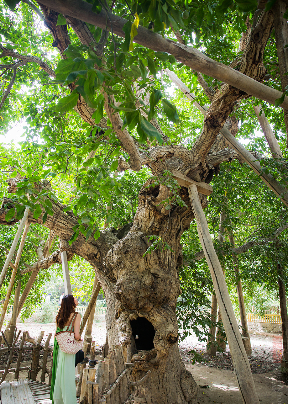 新疆一棵树龄1378岁的核桃树王,年产果6000枚