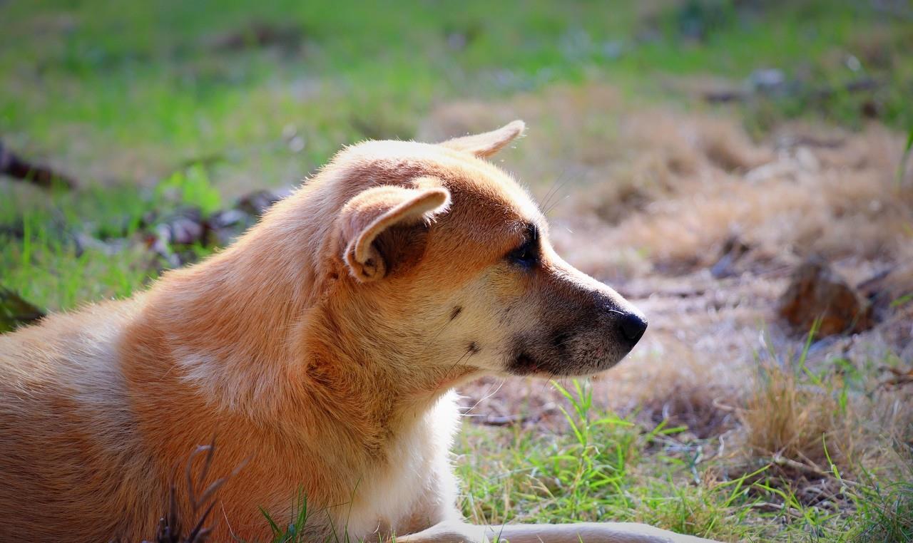 中華田園犬