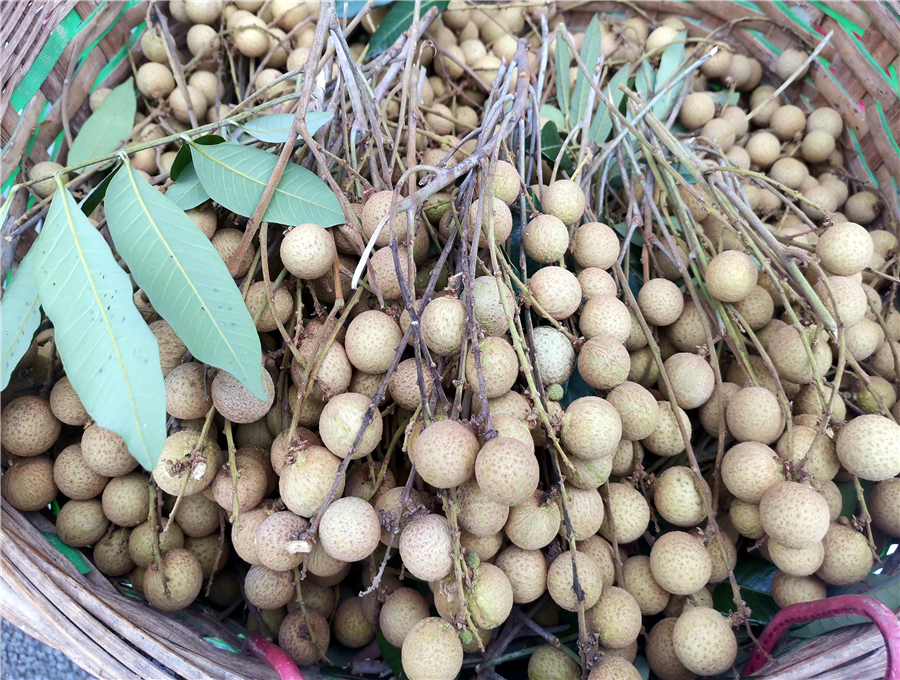 泸州桂圆大上市,1字开头,价格相因