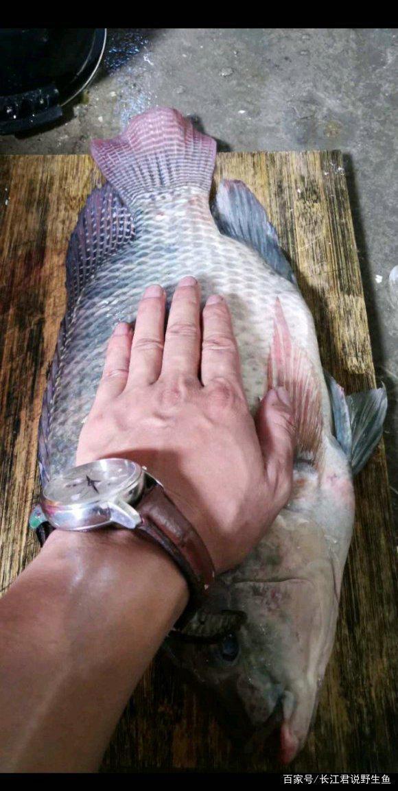 罗非鱼 - 优质问答专区